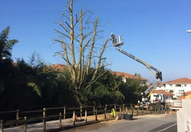 Arbre de jardin entretenu à Anglet