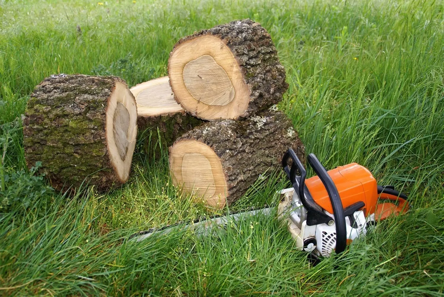 Élagage de grands arbres dans une propriété à Biarritz