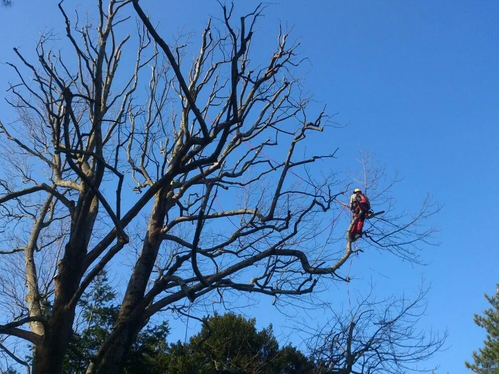 Élagage d’un grand arbre par un grimpeur à la corde