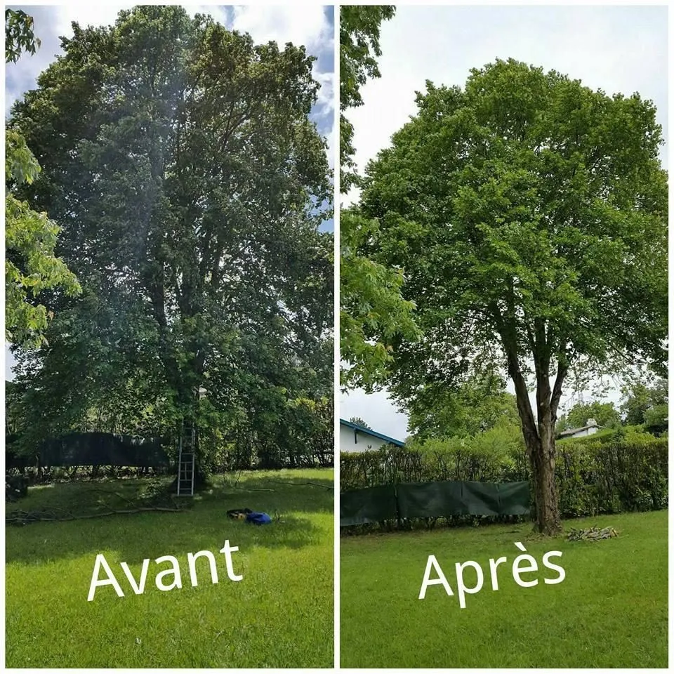 L’équipe Bellecave Élagage en intervention sur un grand arbre