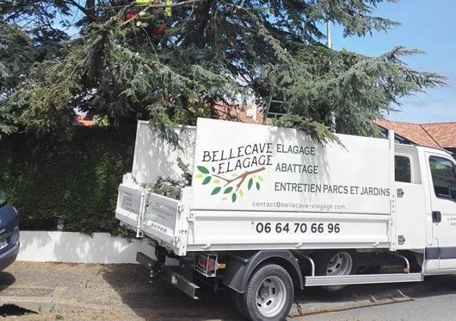 Taille douce d’un arbre d’ornement au Pays Basque